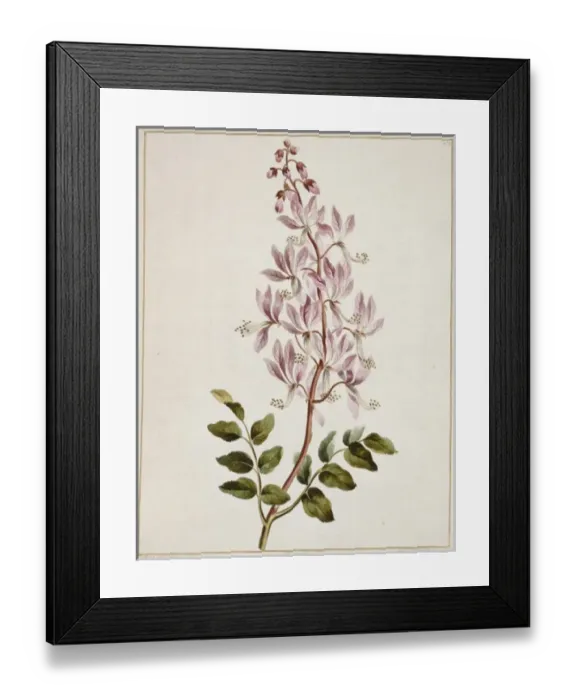 Framed Print : Dictamnus albus (fraxinella), gas plant Framed Print : Dictamnus albus (fraxinella), gas plant