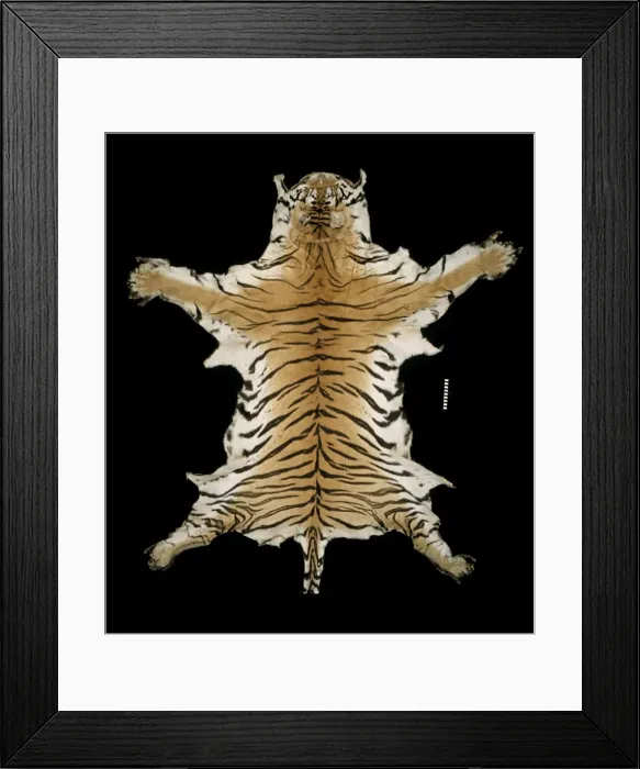 Framed Print : Panthera tigris corbetti, Indochinese tiger Framed Print : Panthera tigris corbetti, Indochinese tiger