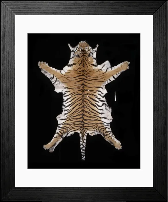 Framed Print : Panthera tigris tigris, Bengal tiger Framed Print : Panthera tigris tigris, Bengal tiger