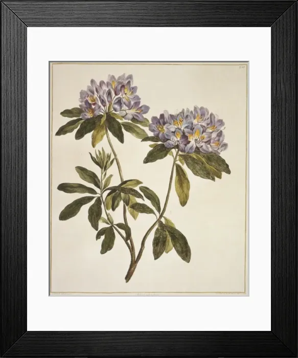 Framed Print : Rhododendron sp. rhododendron Framed Print : Rhododendron sp. rhododendron