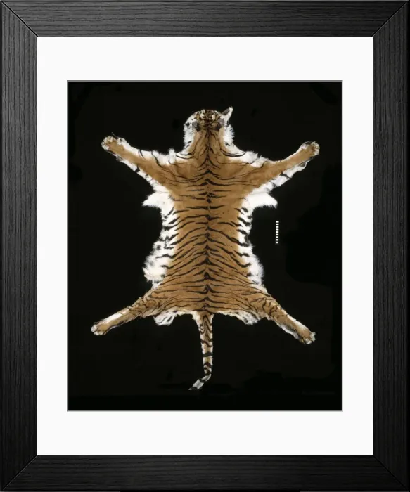 Framed Print : Panthera tigris sumatrae, Sumatran tiger Framed Print : Panthera tigris sumatrae, Sumatran tiger