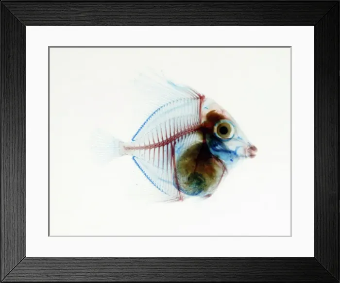 Framed Print : Preserved Fish Framed Print : Preserved Fish