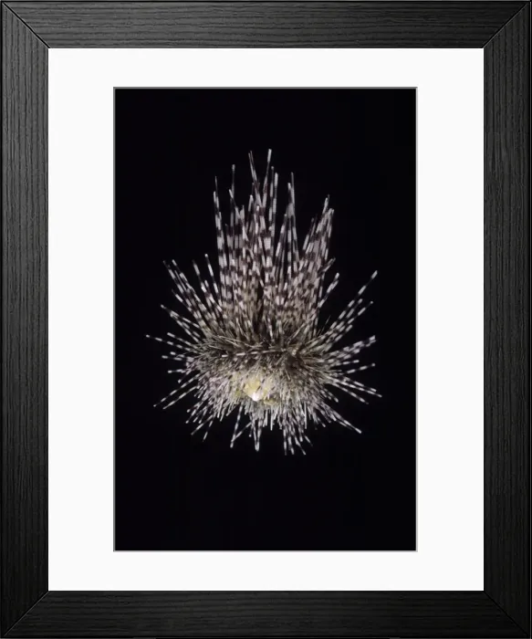 Framed Print : Centrostephanus longispina, echinoid Framed Print : Centrostephanus longispina, echinoid