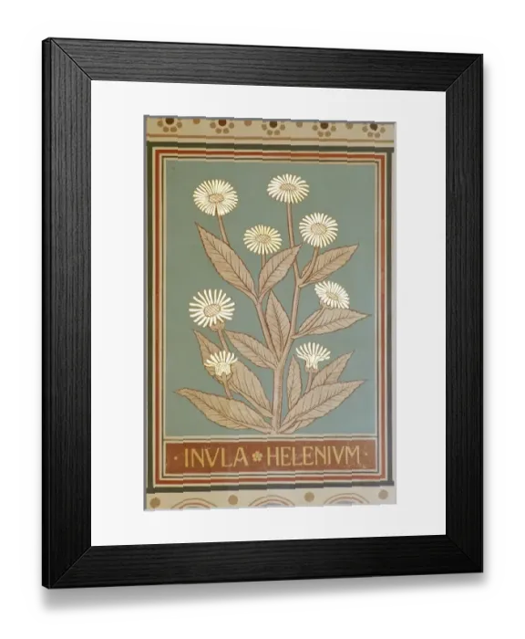 Framed Print : Inula helenium, elfwort Framed Print : Inula helenium, elfwort