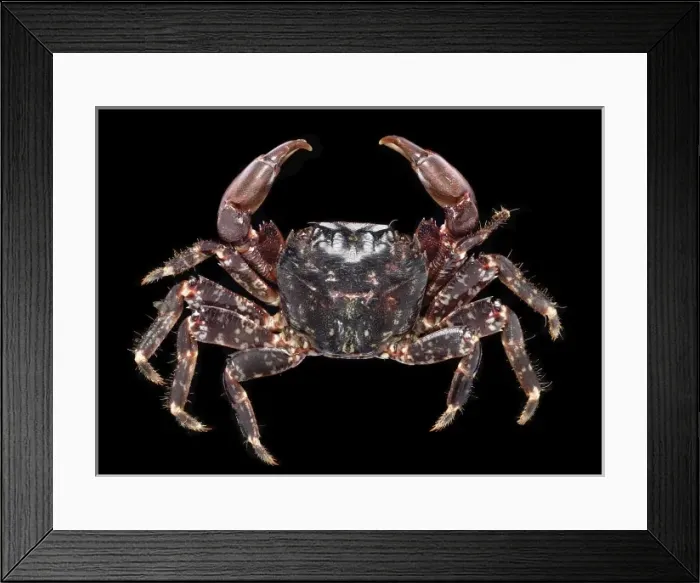 Framed Print : Pachygrapsus marmoratus, marbled rock crab Framed Print : Pachygrapsus marmoratus, marbled rock crab