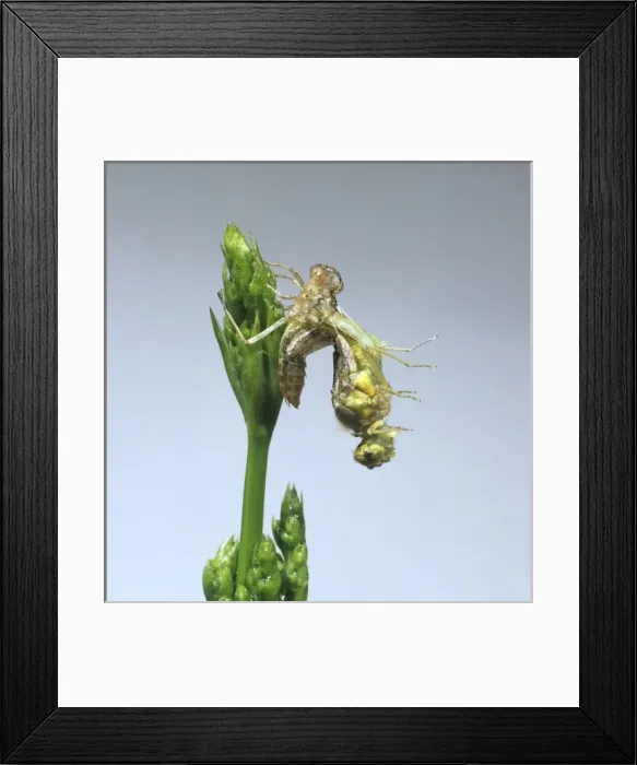 Framed Print : Sympetrum striolatum, common darter dragonfly Framed Print : Sympetrum striolatum, common darter dragonfly