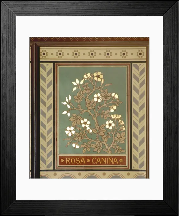 Framed Print : Rosa canina, dog rose Framed Print : Rosa canina, dog rose