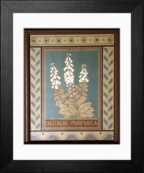 Framed Print : Digitalis purpurea, foxglove Framed Print : Digitalis purpurea, foxglove
