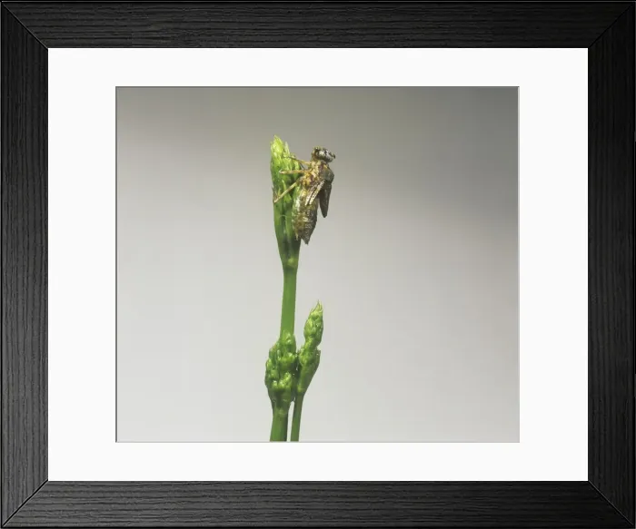 Framed Print : Sympetrum striolatum, common darter dragonfly