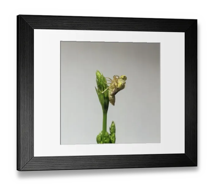 Framed Print : Sympetrum striolatum, common darter dragonfly Framed Print : Sympetrum striolatum, common darter dragonfly