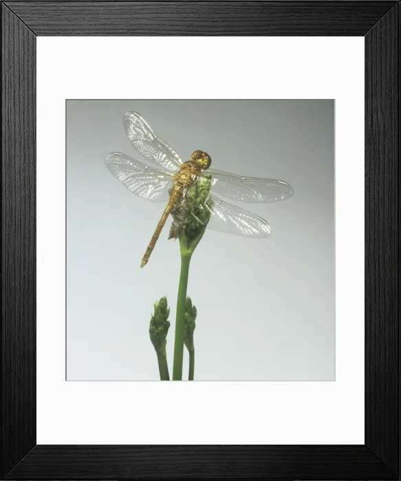 Framed Print : Sympetrum striolatum, common darter dragonfly Framed Print : Sympetrum striolatum, common darter dragonfly