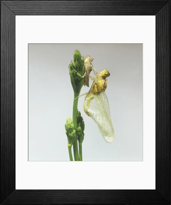 Framed Print : Sympetrum striolatum, common darter dragonfly Framed Print : Sympetrum striolatum, common darter dragonfly