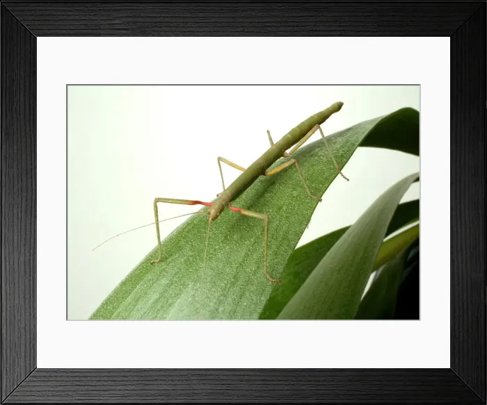 Framed Print : Carausius morosus, Indian stick insect Framed Print : Carausius morosus, Indian stick insect