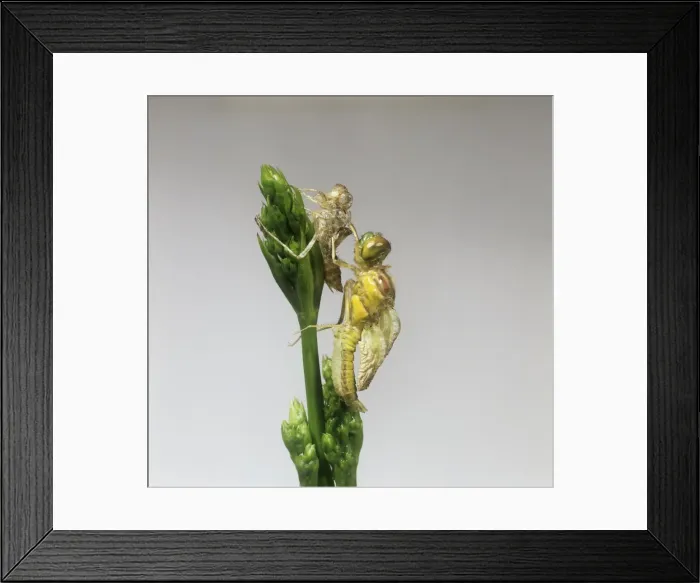 Framed Print : Sympetrum striolatum, common darter dragonfly Framed Print : Sympetrum striolatum, common darter dragonfly