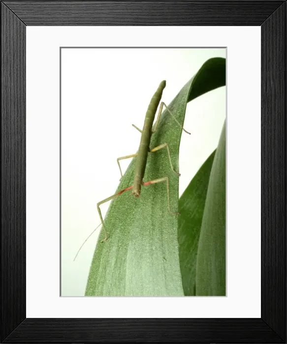 Framed Print : Carausius morosus, Indian stick insect Framed Print : Carausius morosus, Indian stick insect