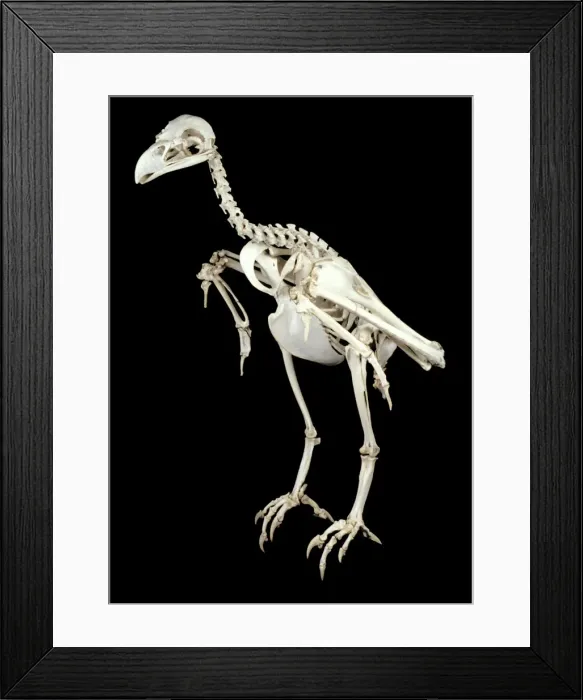 Framed Print : Haliaeetus albicilla, white-tailed sea eagle skeleton Framed Print : Haliaeetus albicilla, white-tailed sea eagle skeleton