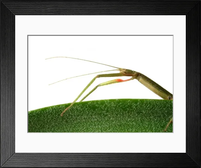 Framed Print : Carausius morosus, Indian stick insect Framed Print : Carausius morosus, Indian stick insect