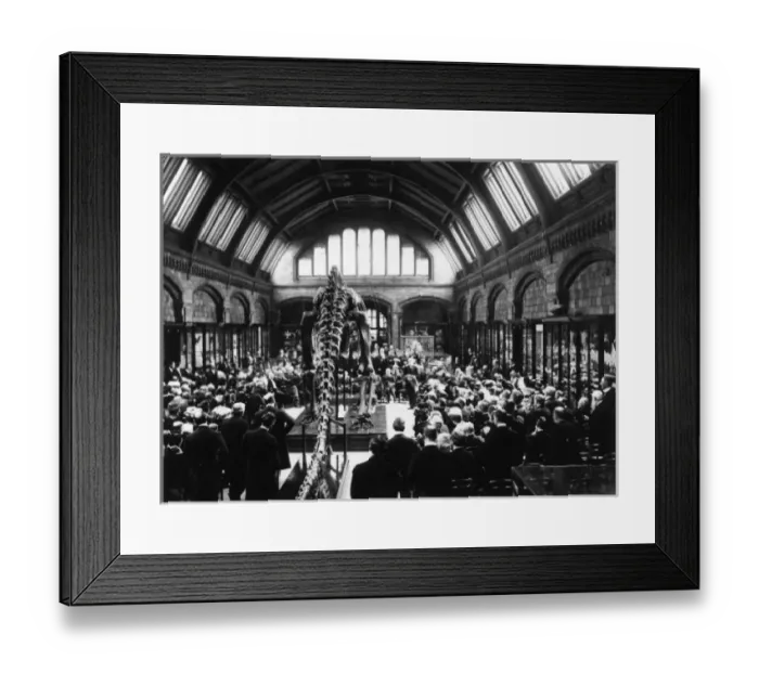 Framed Print : Presentation of Diplodocus, May 1905 Framed Print : Presentation of Diplodocus, May 1905