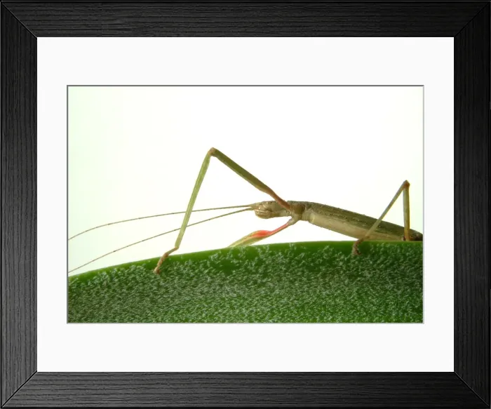 Framed Print : Carausius morosus, Indian stick insect Framed Print : Carausius morosus, Indian stick insect
