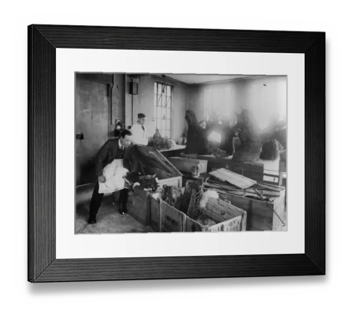 Framed Print : Zoology Unpacking Room, 1924, the Natural History Museum Framed Print : Zoology Unpacking Room, 1924, the Natural History Museum