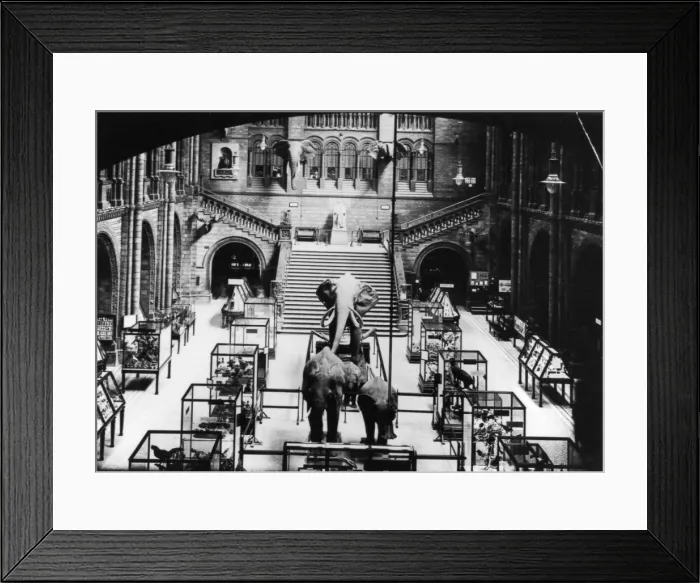 Framed Print : Elephants and cases, c. 1924 Framed Print : Elephants and cases, c. 1924
