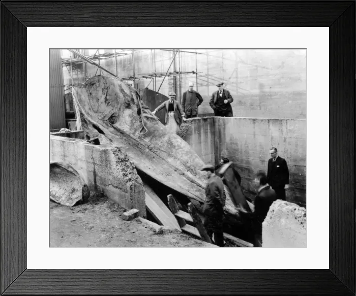 Framed Print : Sperm whale excavation, Natural History Museum, 1938 Framed Print : Sperm whale excavation, Natural History Museum, 1938