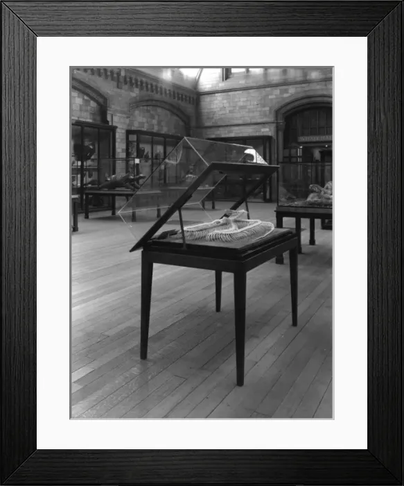 Framed Print : Open case with snake skeleton, 1939. The Natural History Mu Framed Print : Open case with snake skeleton, 1939. The Natural History Mu