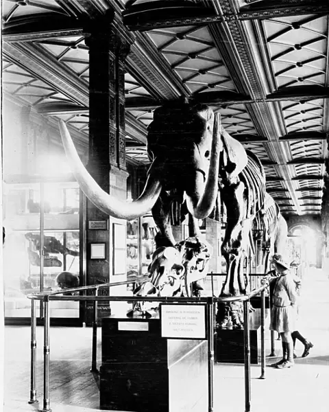 Mastodon in Geological Gallery, December 1919