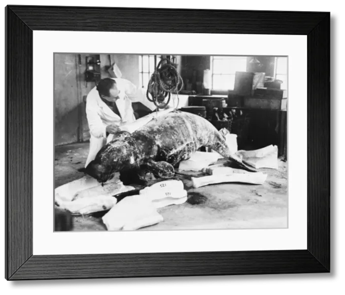 Framed Print : Dugong casting, c. 1924, the Natural History Museum, London Framed Print : Dugong casting, c. 1924, the Natural History Museum, London