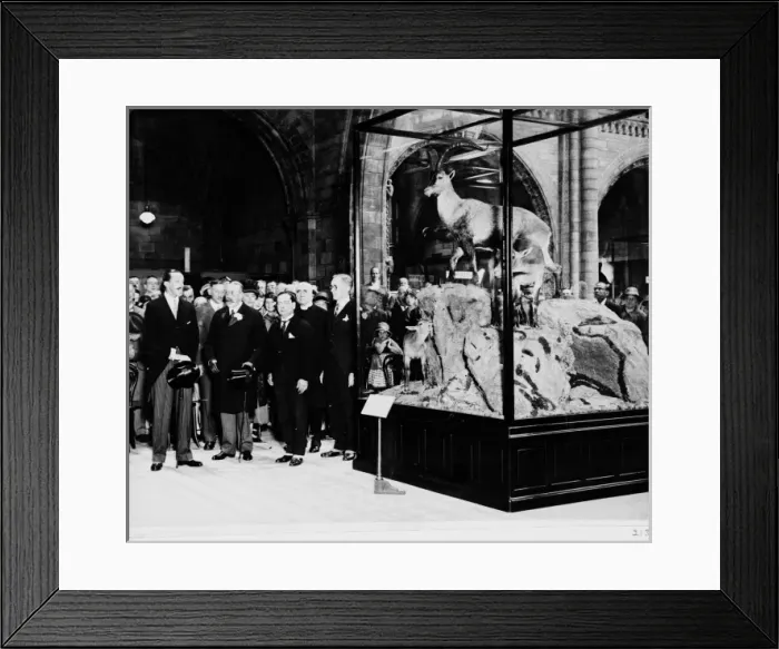 Framed Print : The King of Spain presenting an ibex, July 1927 Framed Print : The King of Spain presenting an ibex, July 1927