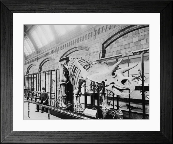 Framed Print : Triceratops prorsus Framed Print : Triceratops prorsus