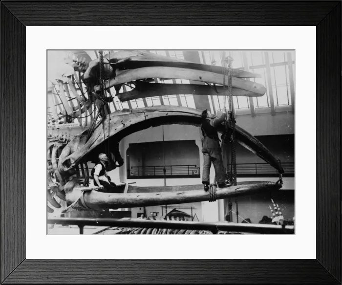 Framed Print : Men in jaws of bowhead whale, 1934 Framed Print : Men in jaws of bowhead whale, 1934