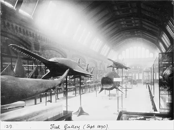 Fish Gallery, September 1890