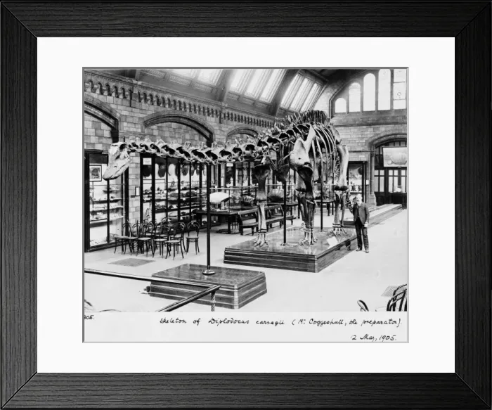 Framed Print : Diplodocus carnegiei, 1905 Framed Print : Diplodocus carnegiei, 1905