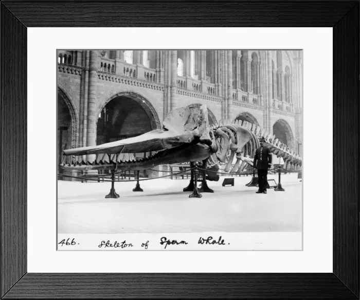Framed Print : Sperm whale skeleton, March 1901 Framed Print : Sperm whale skeleton, March 1901