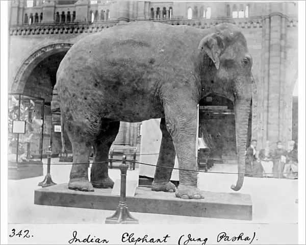 Indian elephant, c. 1898