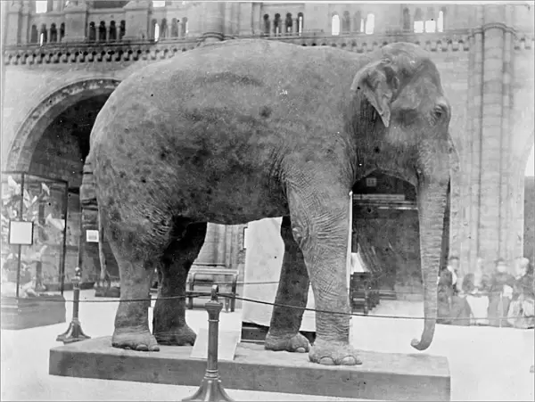 Indian elephant, c. 1898