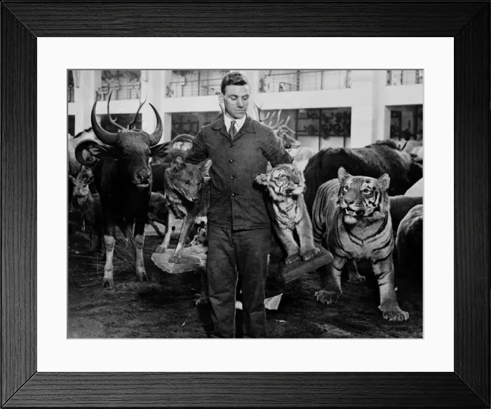Framed Print : Man carrying stuffed mammals for the Game Animals of the Emp Framed Print : Man carrying stuffed mammals for the Game Animals of the Emp