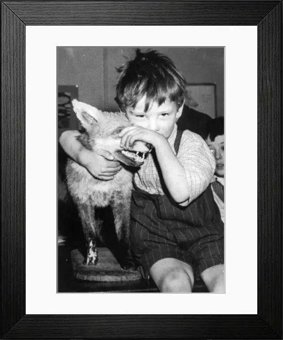 Framed Print : Little boy with fox, c. 1950 Framed Print : Little boy with fox, c. 1950