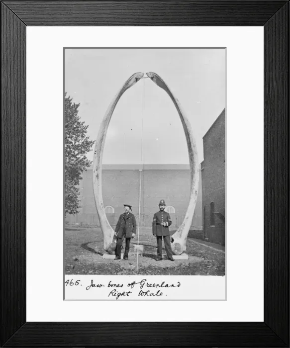 Framed Print : The jawbones of Greenland right whale, c. 1912 Framed Print : The jawbones of Greenland right whale, c. 1912