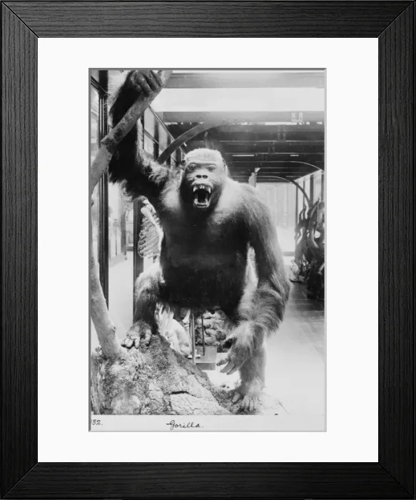 Framed Print : Gorilla, November 1897 Framed Print : Gorilla, November 1897
