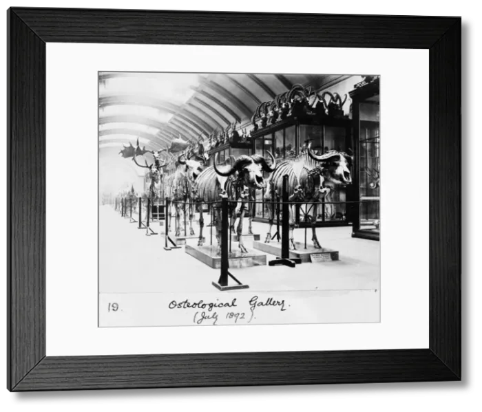Framed Print : Osteological Gallery, Natural History Museum, London, July 1 Framed Print : Osteological Gallery, Natural History Museum, London, July 1