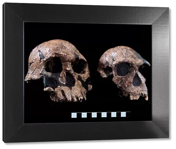 Homo rudolfensis (KNM-ER 1470) Homo habilis (KNM-ER 1813)