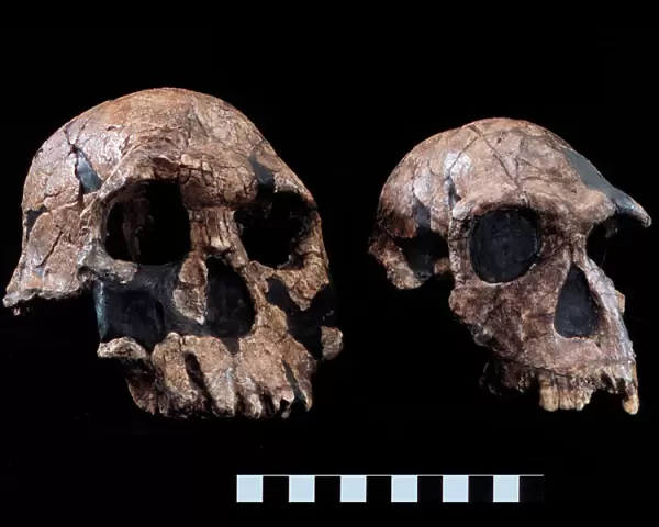 Homo rudolfensis (KNM-ER 1470) Homo habilis (KNM-ER 1813)
