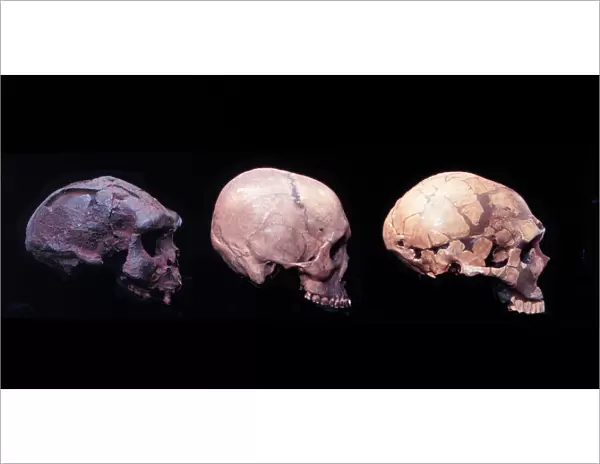 Homo erectus (Sangiran 17), H. sapiens (?) H. neanderthalens