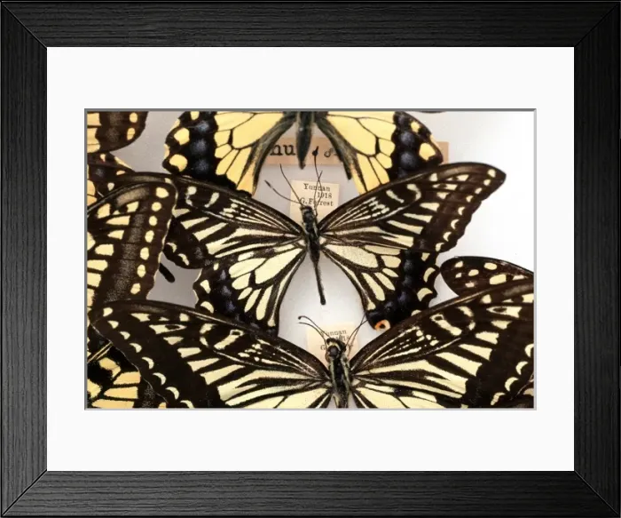 Framed Print : Butterflies on display Framed Print : Butterflies on display
