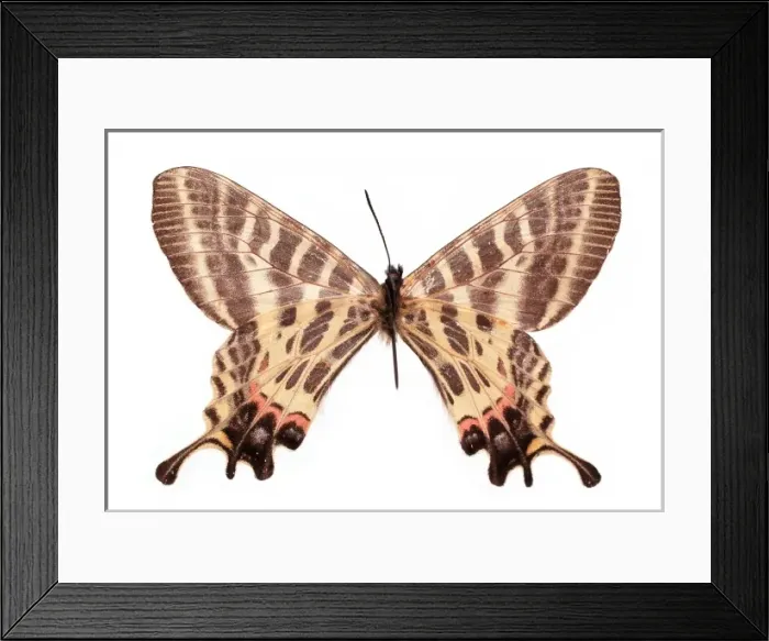 Framed Print : Bhutanitis (Yunnanopapilio) mansfieldi, two-tailed Bhutan gl Framed Print : Bhutanitis (Yunnanopapilio) mansfieldi, two-tailed Bhutan gl