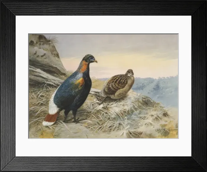 Framed Print : Lophophorus sclateri, Sclaters monal Framed Print : Lophophorus sclateri, Sclaters monal