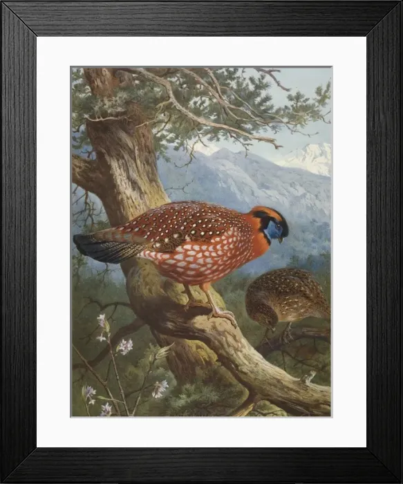 Framed Print : Tragopan temmincki, Temmincks tragopan
