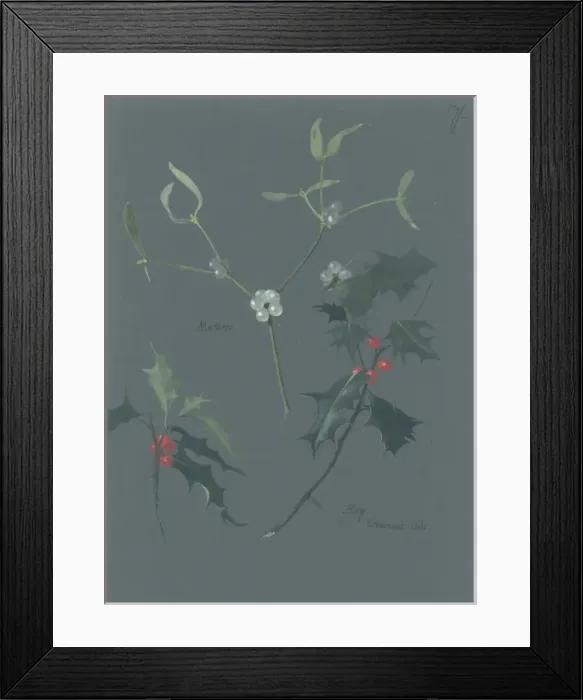 Framed Print : Viscum album, mistletoe & Ilex sp. holly Framed Print : Viscum album, mistletoe & Ilex sp. holly